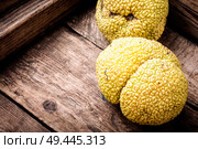 Maclura fruit, Adams apple.Powerful antioxidant. Maclura in folk medicine. Maclura orange or apple macaroni. Стоковое фото, агентство Ingram Publishing / Фотобанк Лори