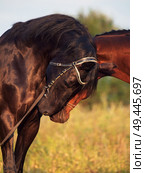couple of Trakehner stallions. Стоковое фото, агентство Ingram Publishing / Фотобанк Лори