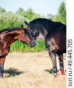 couple of Trakehner stallions in meadow. Стоковое фото, агентство Ingram Publishing / Фотобанк Лори