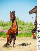 Rearing sportive stallions in summer meadow. Стоковое фото, агентство Ingram Publishing / Фотобанк Лори