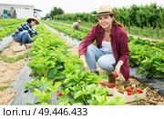 Female owner plantation harvesting ripe strawberry on field. Стоковое фото, фотограф Яков Филимонов / Фотобанк Лори