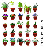 Knights-star and orchid collection of room plants in pots, room plants set with blossom and leaves, vector illustration isolated on white background. Knights-star Orchid Collection Vector Illustration. Стоковая иллюстрация, агентство Ingram Publishing / Фотобанк Лори