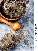 Maral root, medicinal plant of Siberian medicine.Medicinal plant.Herbal medicinal root. Maral root in herbal medicine. Стоковое фото, агентство Ingram Publishing / Фотобанк Лори