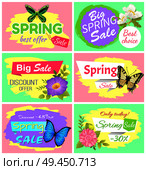 Big spring sale collection of banners with headlines and flowers, gerbera and butterflies set, posters vector illustration isolated on pink and green. Big Spring Sale Collection Vector Illustration. Стоковая иллюстрация, агентство Ingram Publishing / Фотобанк Лори