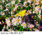 Cute yellow butterfly feeding on purple chrysanthemum nectar. Стоковое фото, агентство Ingram Publishing / Фотобанк Лори