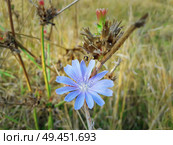 Close up of a blue chicory flower with a bee collecting nectar in a autumn field. Стоковое фото, агентство Ingram Publishing / Фотобанк Лори