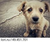 Illustration of a homeless puppy on the street. Стоковое фото, агентство Ingram Publishing / Фотобанк Лори