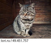 Lazy cat portrait close up. Domestic tomcat resting on a wooden table. Стоковое фото, агентство Ingram Publishing / Фотобанк Лори