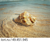 Large whelk shell washed by sea waves. Summer vacation background. Стоковое фото, агентство Ingram Publishing / Фотобанк Лори