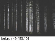 Dark forest with a clearing lighten up by the sun with tree silhouttes in the foreground. Стоковое фото, агентство Ingram Publishing / Фотобанк Лори