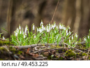 Snowdrop flowers blooming in a forest in the spring on a day in March. Стоковое фото, агентство Ingram Publishing / Фотобанк Лори