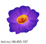 Pasque purple flower with yellow center vector isolated on white. Spring blossom of crocus plant in realistic design, floral decorative element. Pasque Purple Flower with Yellow Center Vector. Стоковая иллюстрация, агентство Ingram Publishing / Фотобанк Лори