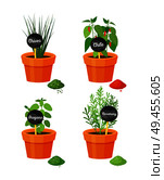 Chives rosemary plants in pots with names boards, spices and powder of leaves, condiments collection vector illustration isolated on white. Chives and Rosemary Plants Vector Illustration. Стоковая иллюстрация, агентство Ingram Publishing / Фотобанк Лори