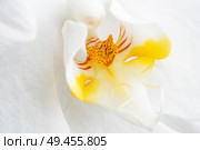 Beautiful White Orchid Flower. extrime macro shot . Стоковое фото, агентство Ingram Publishing / Фотобанк Лори