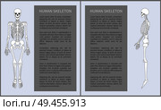 Human skeleton posters set with headline text sample in blocks, skeletal system made of bones, front profile view isolated on vector illustration. Human Skeleton Posters Set Vector Illustration. Стоковая иллюстрация, агентство Ingram Publishing / Фотобанк Лори