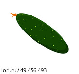 Cucumber with flourish and flower vegetable, vegetarian food and product, healthy vector illustration isolated on white background. Cucumber and Flower Vegetable Vector Illustration. Стоковая иллюстрация, агентство Ingram Publishing / Фотобанк Лори