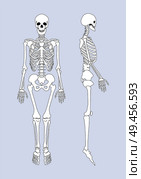 Skeletal system human body supporting construction, internal framework organism made of bones joined together profile isolated on vector illustration. Skeletal System of Human Body Vector Illustration. Стоковая иллюстрация, агентство Ingram Publishing / Фотобанк Лори