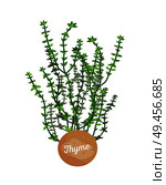 Thyme herb logotype with round label, potted thymes plant emblem, herbs leaves, title on container, aromatic herbal seasoning vector illustration. Thyme Poster Aromatic Plant Vector Illustration. Стоковая иллюстрация, агентство Ingram Publishing / Фотобанк Лори