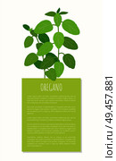 Oregano plant, herbal spice, tasty natural product vector illustration with text sample and fresh greenery herb dish spiciness isolated green rectangle. Oregano Plant, Herbal Spice, Tasty Natural Product. Стоковая иллюстрация, агентство Ingram Publishing / Фотобанк Лори