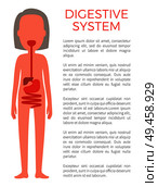 Digestive female system color vector illustration, anatomical text internal structure of gastric tract in woman s organism, mouth and cecum organs. Digestive Female System Color Vector Illustration. Стоковая иллюстрация, агентство Ingram Publishing / Фотобанк Лори