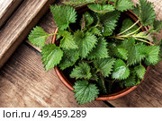 Fresh stinging nettle leaves on wooden table.Urtica dioica, often called common nettle. Bunch of common nettles. Стоковое фото, агентство Ingram Publishing / Фотобанк Лори