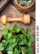 Fresh stinging nettle leaves on wooden table.Medicinal herb. Nettle leaves on rustic background. Стоковое фото, агентство Ingram Publishing / Фотобанк Лори