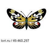 Campylotes histrionicus butterfly, day-flying moth of zygaenidae family, morpho insect with wings vector illustration isolated on white. Campylotes Histrionicus Image Vector Illustration. Стоковая иллюстрация, агентство Ingram Publishing / Фотобанк Лори
