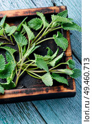 Fresh lemon balm leaves or melissa.Melissa officinalis. Fresh green leaf Melissa. Стоковое фото, агентство Ingram Publishing / Фотобанк Лори