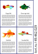 Guppy gold and swordtail fishes vector posters, illustration of green tiger barb isolated on white background marine representatives, text sample. Guppy Gold and Swordtail Fishes Vector Posters. Стоковая иллюстрация, агентство Ingram Publishing / Фотобанк Лори