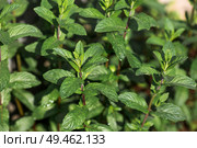 Close-up of green mint leaves. Leaves with noticeable veins and texture. Mint, lemon balm grows in the garden. Стоковое фото, фотограф Photojuli / Фотобанк Лори