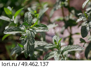 Close-up of green mint leaves. Leaves with noticeable veins and texture. Mint, lemon balm grows in the garden. Стоковое фото, фотограф Photojuli / Фотобанк Лори