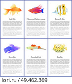 Set of marine and domestic fishes color banners, gold and butterfly water habitats with swordtail and boxfish, filamented wrasse vector illustrations. Set of Marine and Domestic Fishes Color Banners. Стоковая иллюстрация, агентство Ingram Publishing / Фотобанк Лори