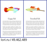 Guppy and swordtail fish isolated on white icons on posters with text sample. Freshwater aquarium pets silhouette cartoon style vector illustration. Guppy and Swordtail Fish Isolated on White Icons. Стоковая иллюстрация, агентство Ingram Publishing / Фотобанк Лори