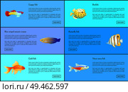 Guppy neon tetra fish posters set with info about limbless creatures. Blue striped tamarin wrasse, boxfish and butterfly types vector illustration. Guppy Neon Tetra Fish Set Vector Illustration. Стоковая иллюстрация, агентство Ingram Publishing / Фотобанк Лори