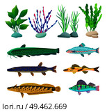 Various algae type, predatory and aquarium fish rare and common specie variegation. Multicolored marine inhabitants vector illustration on white.. Various Algae and Marine Creatures Illustration. Стоковая иллюстрация, агентство Ingram Publishing / Фотобанк Лори