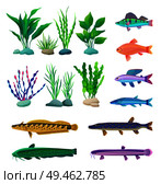 Green and violet, straight and wavy algae type. Different-sized and colored predatory and aquarium fish specie vector illustration, nautical poster.. Different-sized and Colored Fish and Algae Poster. Стоковая иллюстрация, агентство Ingram Publishing / Фотобанк Лори