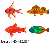 Jewel cichlid and fish set. Tropical vertebrate animals with no limbs. Colorful pink and yellow marine creatures living in water vector illustration. Jewel Cichlid and Fish Set Vector Illustration. Стоковая иллюстрация, агентство Ingram Publishing / Фотобанк Лори