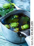 Medicinal decoction of the datura. A bottle with a potion of thorn-apple.Alternative medicine.. Healing potion from datura. Стоковое фото, агентство Ingram Publishing / Фотобанк Лори