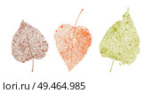 Set of skeletons leaves. Fallen foliage for autumn designs. Natural leaf of aspen and birch. Colored Vector illustration.. Set of skeletons leaves. Fallen foliage for autumn designs. Natural leaf of aspen and birch. Colored Vector illustration. Стоковая иллюстрация, агентство Ingram Publishing / Фотобанк Лори