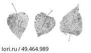Set of black gray skeletons leaves on white background. Fallen foliage for autumn designs. Natural leaf aspen and birch. Vector illustration.. Set of black gray skeletons leaves on white background. Fallen foliage for autumn designs. Natural leaf aspen and birch. Vector illustration. Стоковая иллюстрация, агентство Ingram Publishing / Фотобанк Лори