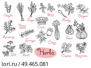 Set drawings of herbs used in cooking for design menus, recipes and packages product. Vector Illustration.. Set drawings of herbs used in cooking for design menus, recipes and packages product. Стоковая иллюстрация, агентство Ingram Publishing / Фотобанк Лори