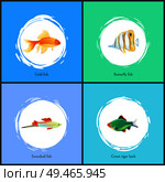 Gold fish and green tiger barb posters set. Marine biodiversity with swordtail and butterfly types. Wildlife of seas oceans on vector illustration. Gold Fish and Green Tiger Barb Vector Illustration. Стоковая иллюстрация, агентство Ingram Publishing / Фотобанк Лори