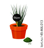 Chives in pot and dry powder, herbal plant of green, with text label, ground leaves vector illustration isolated on white healthy condiment seasoning. Chives in Pot and Table Powder Vector Illustration. Стоковая иллюстрация, агентство Ingram Publishing / Фотобанк Лори