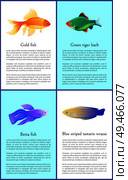 Gold and betta fishes colorful vector banners set, illustration of green tiger barb and blue striped tamarin, aquatic citizens with bright glossy skin. Gold and Betta Fishes Colorful Vector Banners Set. Стоковая иллюстрация, агентство Ingram Publishing / Фотобанк Лори