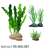 Sea or aquarium algae types vector illustration set on white. Straight and wavy seaweed with large and small leaved, green and violet colored poster.. Sea or Aquarium Algae Types Color Illustration Set. Стоковая иллюстрация, агентство Ingram Publishing / Фотобанк Лори