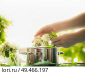 Female hands prepare elderflowers. Healthy elder flowers preparation on table with cooking pot. Homemade elderflower syrup or jam making. Copy space for your recipes. Healthy seasonal natural food. Стоковое фото, агентство Ingram Publishing / Фотобанк Лори