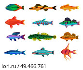 Cirrhitops fasciatus hawkfish set of tropical limbless cold-blooded animals. Fish of different types shapes and color, isolated on vector illustration. Cirrhitops Fasciatus Hawkfish Vector Illustration. Стоковая иллюстрация, агентство Ingram Publishing / Фотобанк Лори