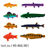Jack Dempsey and cichlid fish set. Marine and ocean dwellers with spots on body, gills and vents. Limbless animals isolated on vector illustration. Jack Dempsey and Cichlid Set Vector Illustration. Стоковая иллюстрация, агентство Ingram Publishing / Фотобанк Лори