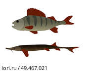 Fish aquatic marine animals. Marine fauna underwater sealife animals. Limbless vertebrate seafood unprepared ingredients for dish vector illustration. Fish Aquatic Marine Animals Vector Illustration. Стоковая иллюстрация, агентство Ingram Publishing / Фотобанк Лори