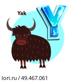 Letter Y is for yak cartoon alphabet for children. Volume symbol with star pattern and bull with long shaggy wool, vector icon, badge for kid book. Letter Y is for Yak cartoon alphabet for children. Стоковая иллюстрация, агентство Ingram Publishing / Фотобанк Лори